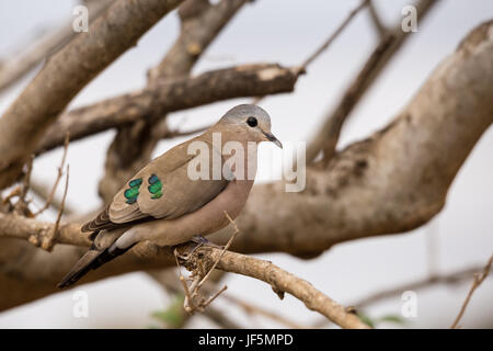 Emerald-Spotted (Turtur chalcospilos Bois Colombe) assis sur une branche, Afrique du Sud, Kruger Park Banque D'Images