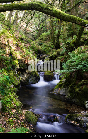 Mill Beck coule à travers les bois à feuilles larges près du village de Buttermere et finit par arriver dans Crummock Water. Lake District, Cumbria, Angleterre, Royaume-Uni Banque D'Images