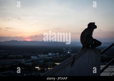 Singe Macaque assis sur la clôture, belle vue du coucher de soleil Banque D'Images