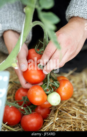 Woman picking tomatoes, close-up Banque D'Images