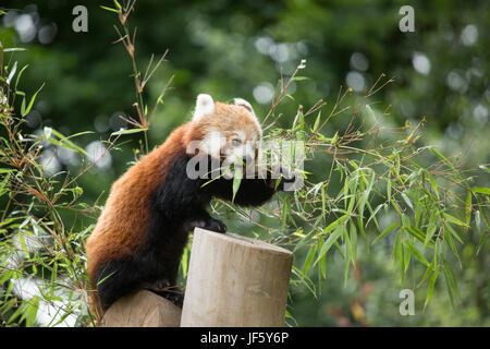 Un petit panda à la Birmingham Nature Centre. L'hôte de Birmingham Championnats IAAF en 2018 et leur mascotte nommée Ruby, un panda rouge après le pandas rouges Banque D'Images