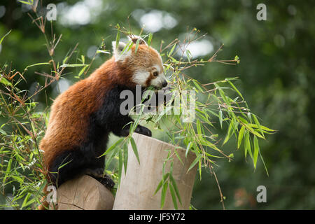 Un petit panda à la Birmingham Nature Centre. L'hôte de Birmingham Championnats IAAF en 2018 et leur mascotte nommée Ruby, un panda rouge après le pandas rouges Banque D'Images