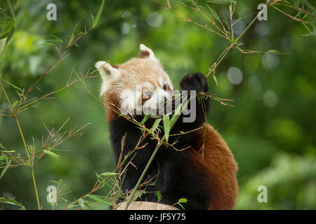 Un petit panda à la Birmingham Nature Centre. L'hôte de Birmingham Championnats IAAF en 2018 et leur mascotte nommée Ruby, un panda rouge après le pandas rouges Banque D'Images