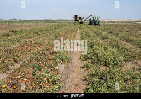 Harvester recueille des tomates Banque D'Images