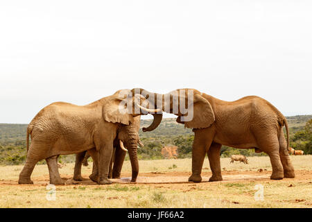 Bush les éléphants jouant avec leurs malles Banque D'Images