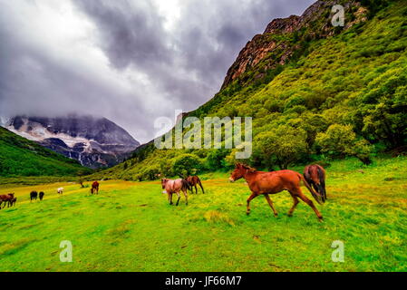 La réserve naturelle de Yading. Un célèbre paysage de Daocheng, Sichuan, Chine. Banque D'Images