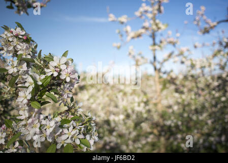 Fleurs sur un poirier au printemps Banque D'Images