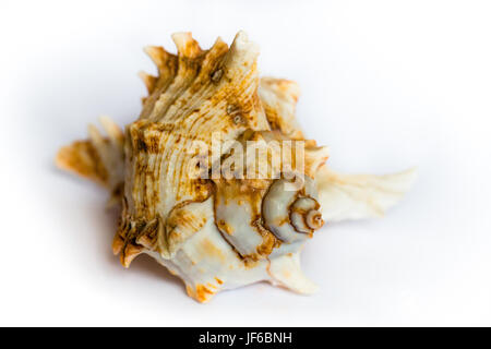 Coquille brun et blanc sur fond blanc Banque D'Images