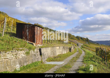 Vignes à Ingelfingen, Allemagne Banque D'Images
