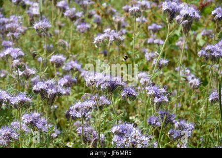 Fleurs ( scorpionweed Phacelia, héliotrope , Boraginaceae, Kerneudikotyledonen ) sur le terrain Banque D'Images