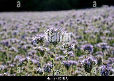 Fleurs lilas ( scorpionweed Phacelia, héliotrope, Kerneudikotyledonen , Boraginaceae ) sur le terrain Banque D'Images