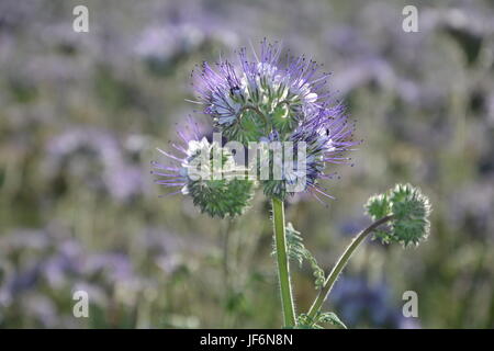 Fleurs ( scorpionweed Phacelia, héliotrope , Boraginaceae, Kerneudikotyledonen ) sur le terrain Banque D'Images