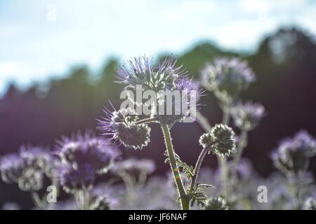 Fleurs ( scorpionweed Phacelia, héliotrope , Kerneudikotyledonen Boraginaceae, ) dans la lumière arrière Banque D'Images