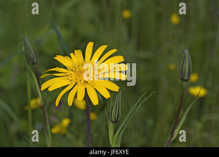 Salsifis des prés Tragopogon pratensis Banque D'Images