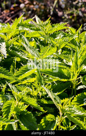 Urtica dioica, souvent appelée ortie commune Banque D'Images