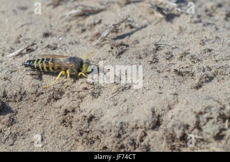 Wasp de sable, femme, Bembix rostrata Banque D'Images