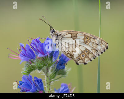 Melanargia galathea en marbre blanc, Banque D'Images