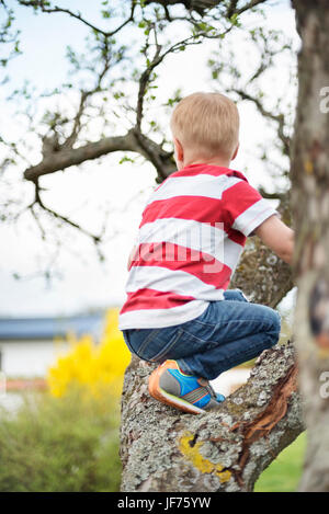 Boy climbing tree Banque D'Images