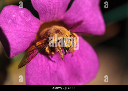 Vallée de l'homme couleur or abeille charpentière Banque D'Images