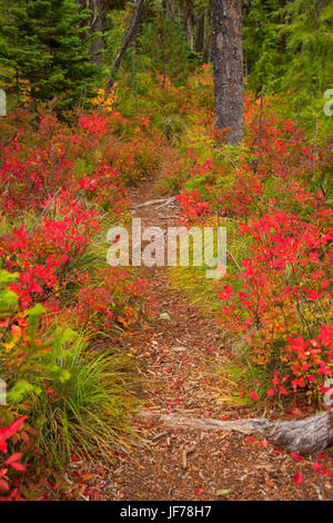 Monon Lake Trail en automne, Ollalie Lake Scenic Area, Mt Hood National Forest, Virginia Banque D'Images