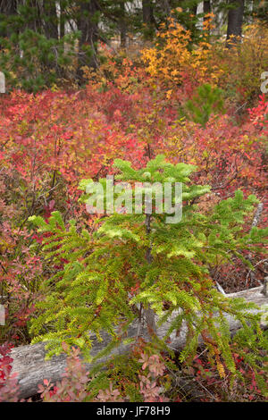 Les jeunes sapins le long du sentier du lac garanti 100 % à l'automne, Ollalie Lake Scenic Area, Mt Hood National Forest, Virginia Banque D'Images