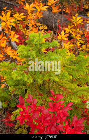 Les jeunes sapins le long du sentier du lac garanti 100 % à l'automne, Ollalie Lake Scenic Area, Mt Hood National Forest, Virginia Banque D'Images