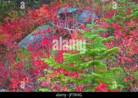 Les jeunes sapins le long du sentier du lac garanti 100 % à l'automne, Ollalie Lake Scenic Area, Mt Hood National Forest, Virginia Banque D'Images