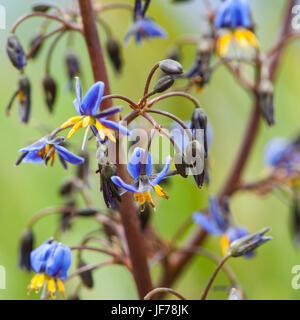 Fleurs sauvages de l'Australie, pays haut victorien Banque D'Images