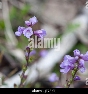 Fleurs sauvages de l'Australie, pays haut victorien Banque D'Images