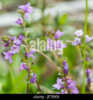 Fleurs sauvages de l'Australie, pays haut victorien Banque D'Images