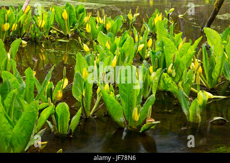 Lysichiton sentier le long des milieux humides, Wildwood Recreation Site, Salem District Bureau de la gestion des terres, de l'Oregon Banque D'Images