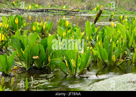 Lysichiton sentier le long des milieux humides, Wildwood Recreation Site, Salem District Bureau de la gestion des terres, de l'Oregon Banque D'Images