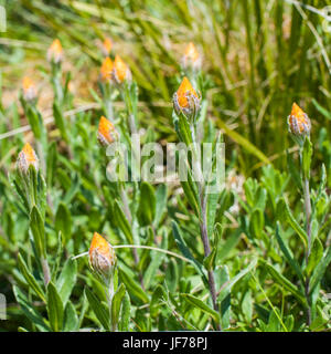 Fleurs sauvages de l'Australie, pays haut victorien Banque D'Images