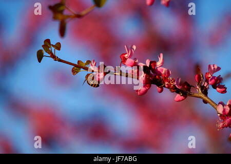 Abeille à la recherche de nectar sur fleur fleur Banque D'Images