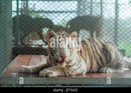 White Tiger Cub reposant dans une cage Banque D'Images