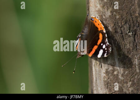 Vulcain (Vanessa atalanta) papillon au soleil Banque D'Images