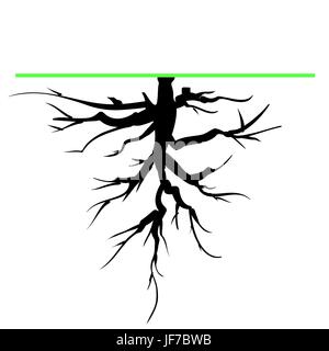 Vieil arbre Silhouette racine isolé sur fond blanc Illustration de Vecteur