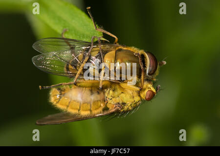 La Bouse jaune Fly (Scathophaga stercoraria) prédateurs sur un hoverfly (Syrphus sp.) Banque D'Images