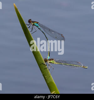 Paire de demoiselles aux yeux rouges (Erythromma najas) en tandem Banque D'Images