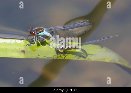 Paire de demoiselles aux yeux rouges (Erythromma najas) en tandem pondre des œufs sous l'eau Banque D'Images