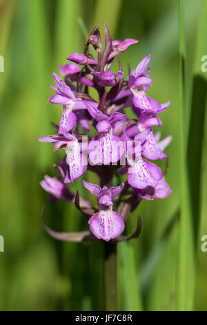 Début Marsh Orchid (Dactylorhiza incarnata) flower Banque D'Images