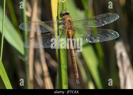 Norfolk mâle (Hawker Aeshna isoceles) dragonfly au soleil sur une tige de roseau Banque D'Images