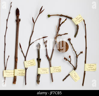 Close-up image de bourgeons d'arbres feuillus Banque D'Images