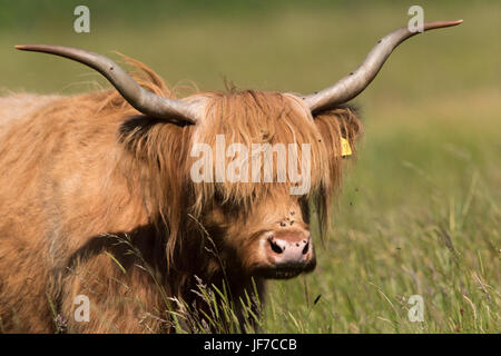 Portrait d'un Highland Vache (Bos taurus) Banque D'Images