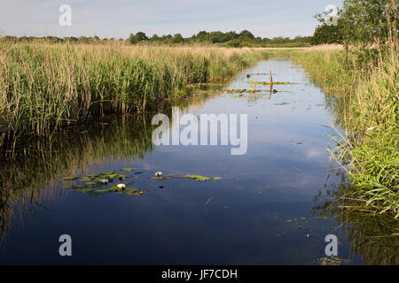 Fossé de drainage dans une roselière à Strumpshaw Fen, Norfolk Banque D'Images