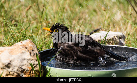 Blackbird baignade dans une poêle Banque D'Images