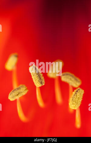 Amaryllis rouge et les étamines des fleurs Banque D'Images