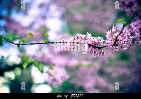 Violet Fleur de printemps. Cercis canadensis ou de l'Est Fleurs - Lishui Banque D'Images