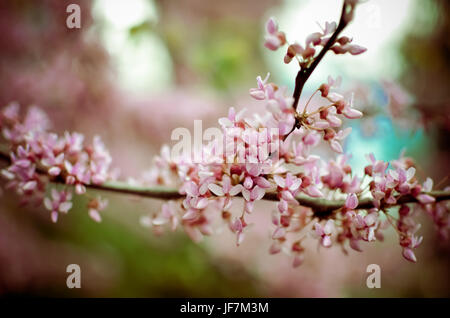 Violet Fleur de printemps. Cercis canadensis ou de l'Est Fleurs - Lishui Banque D'Images