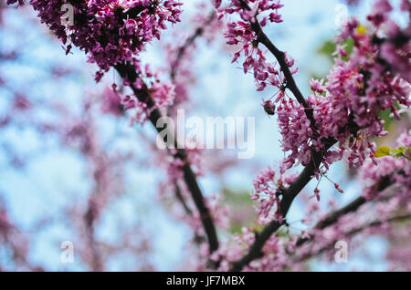 Violet Fleur de printemps. Cercis canadensis ou de l'Est Fleurs - Lishui Banque D'Images